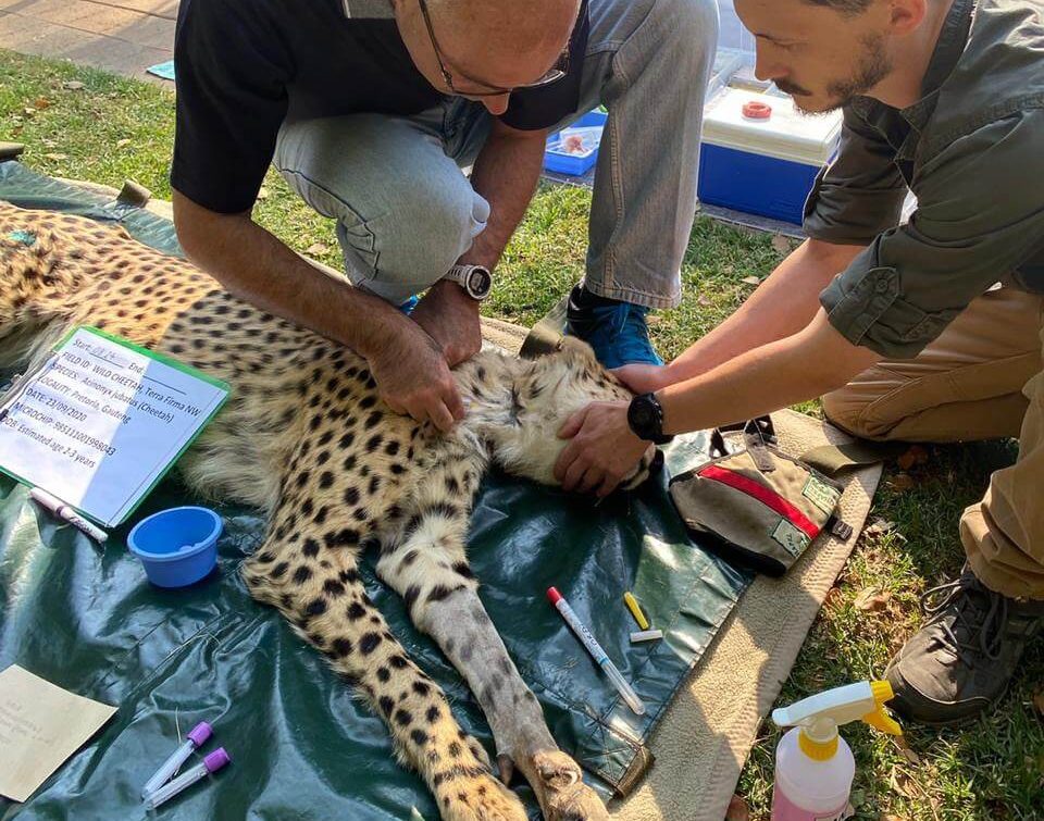 Cheetah health check Namibia