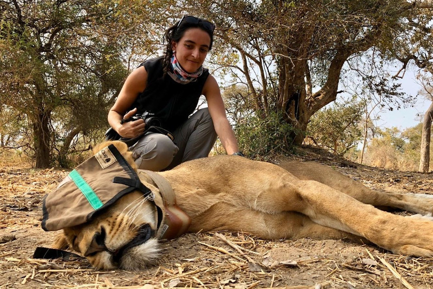 Lion collaring South Africa