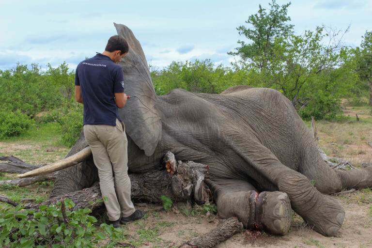 Elephant wound treatment
