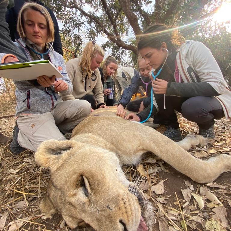 People working with wildlife in conservation field setting