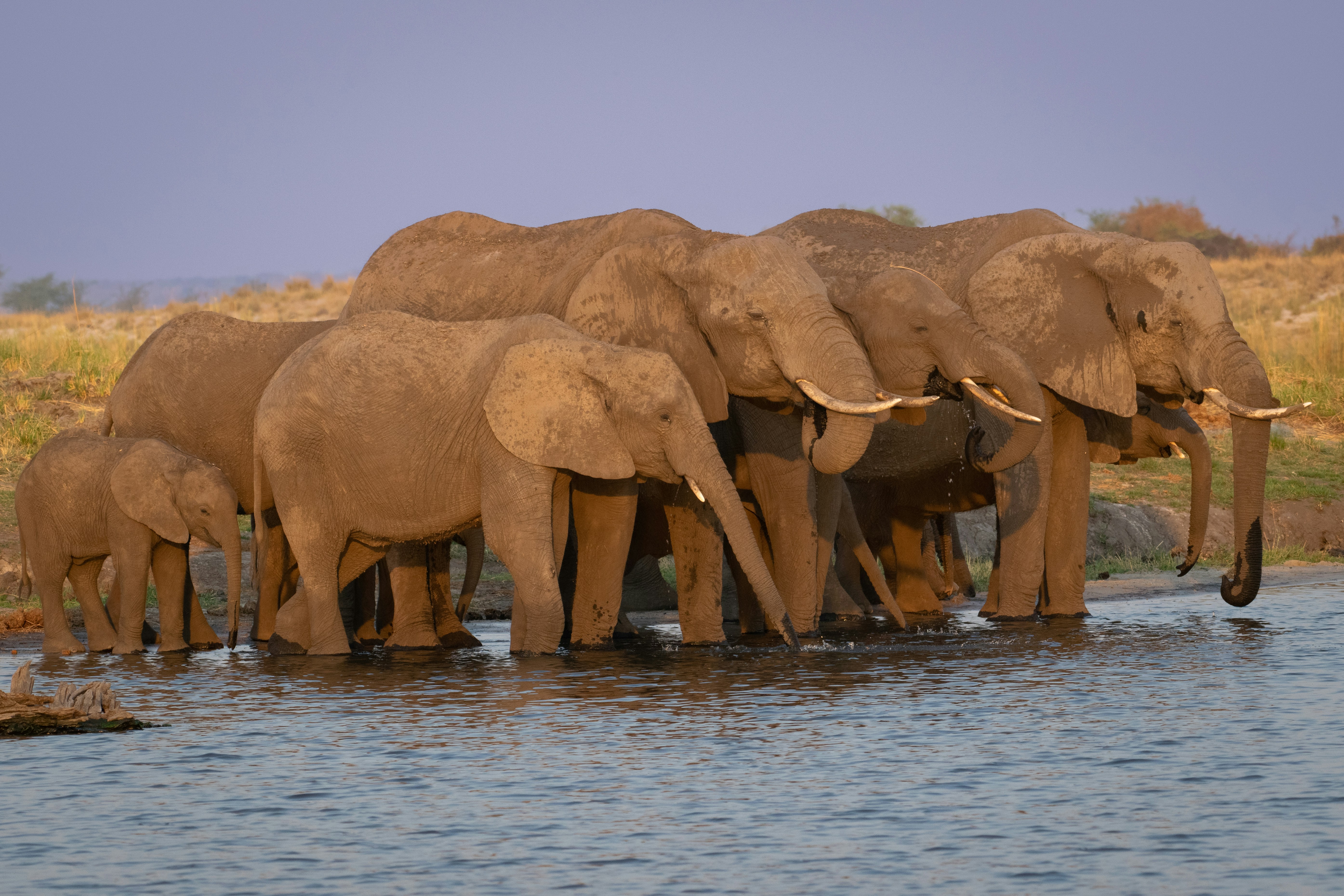 Elephant Okavango Delta