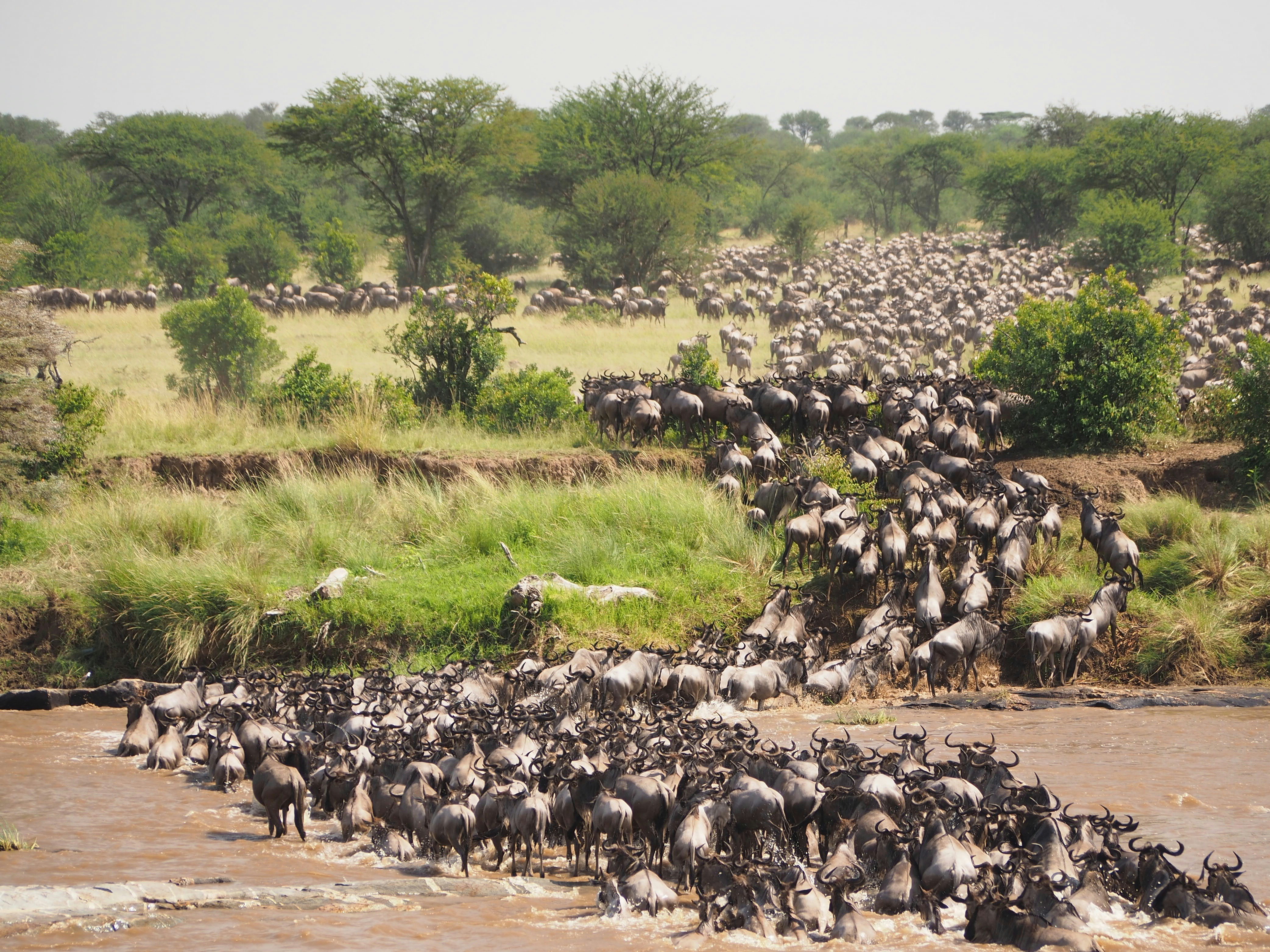 Wildebeest moving across the Serengeti during migration season