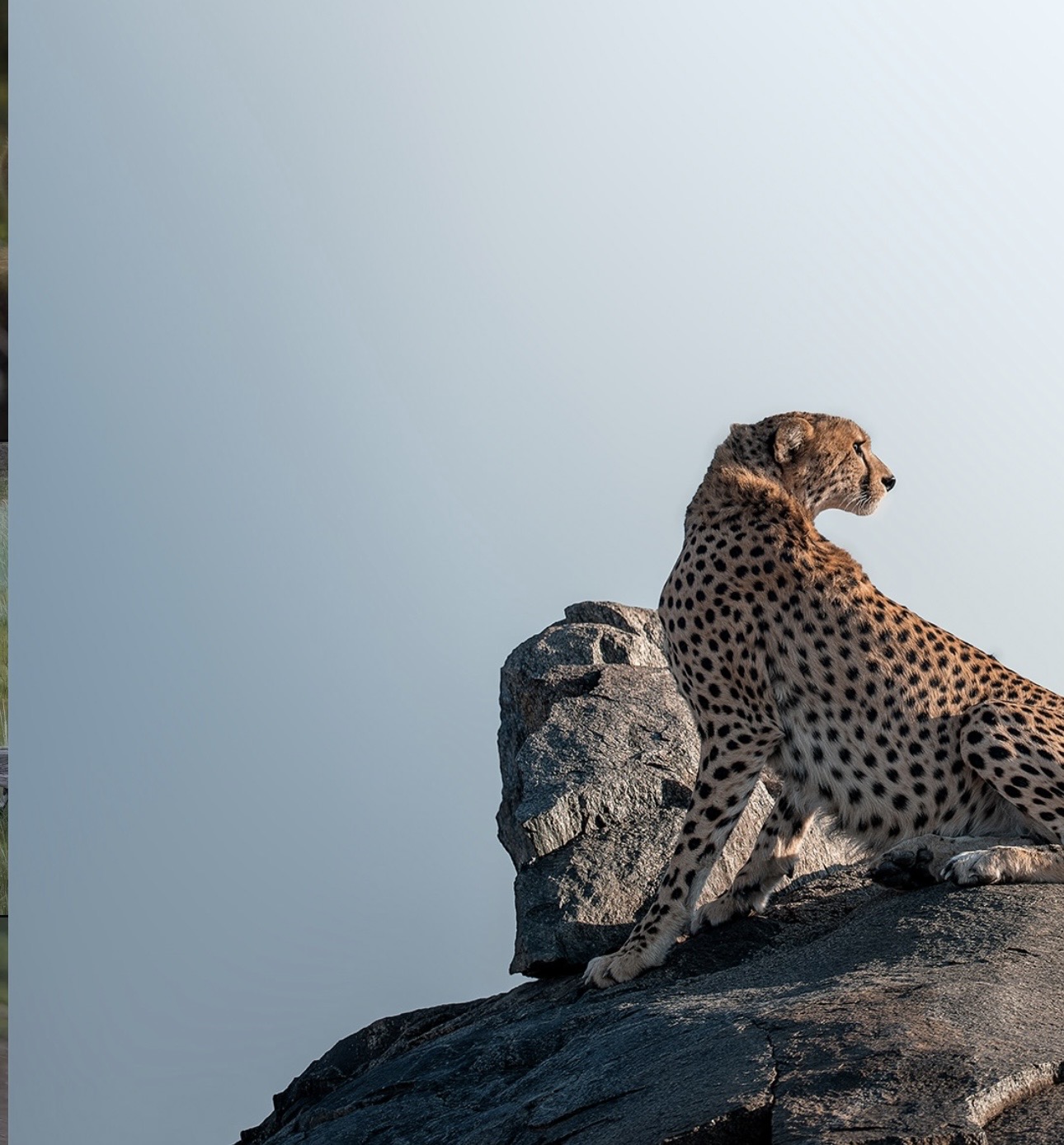 Kenya wildlife conservation fieldwork