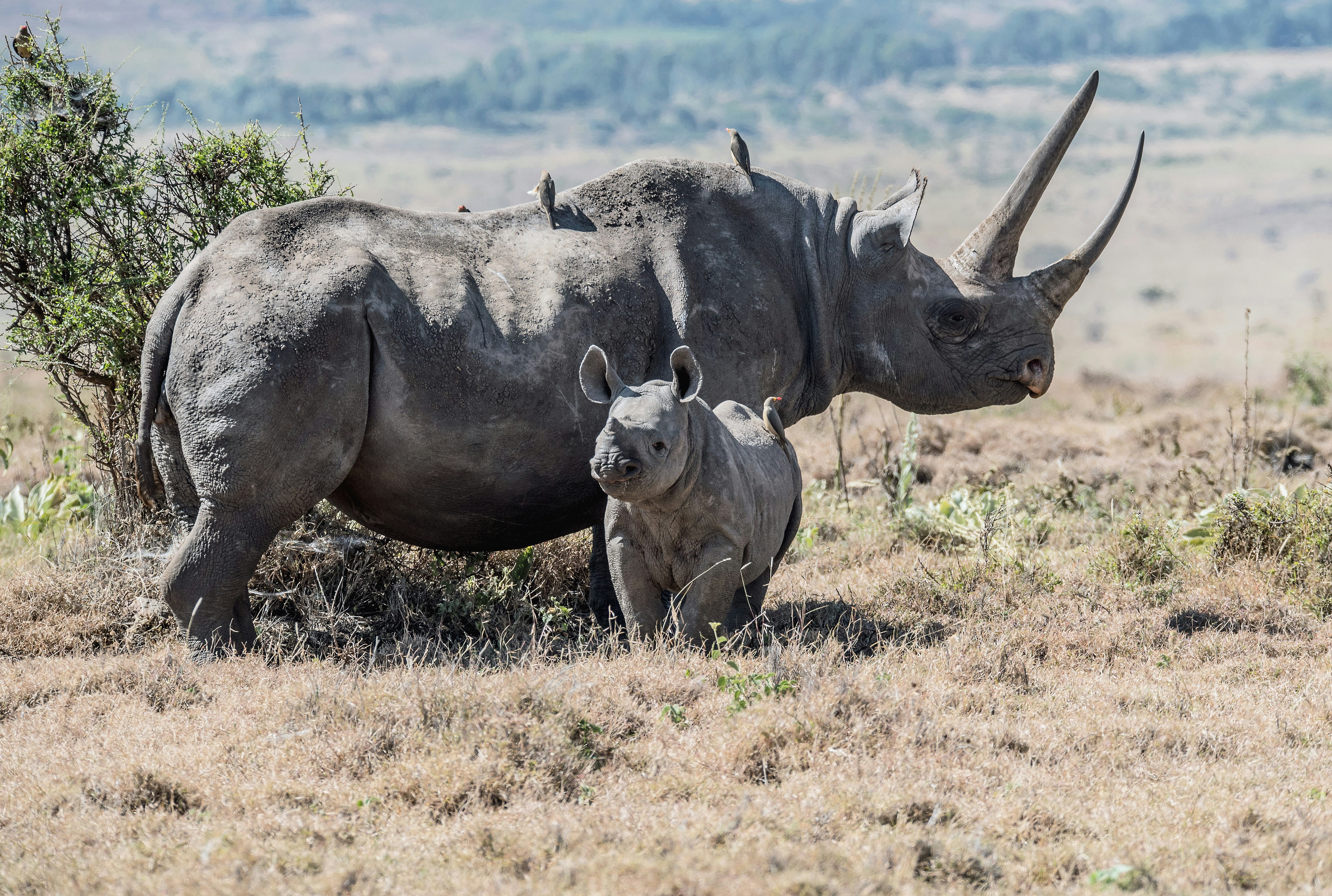 Wildlife vet working in South Africa