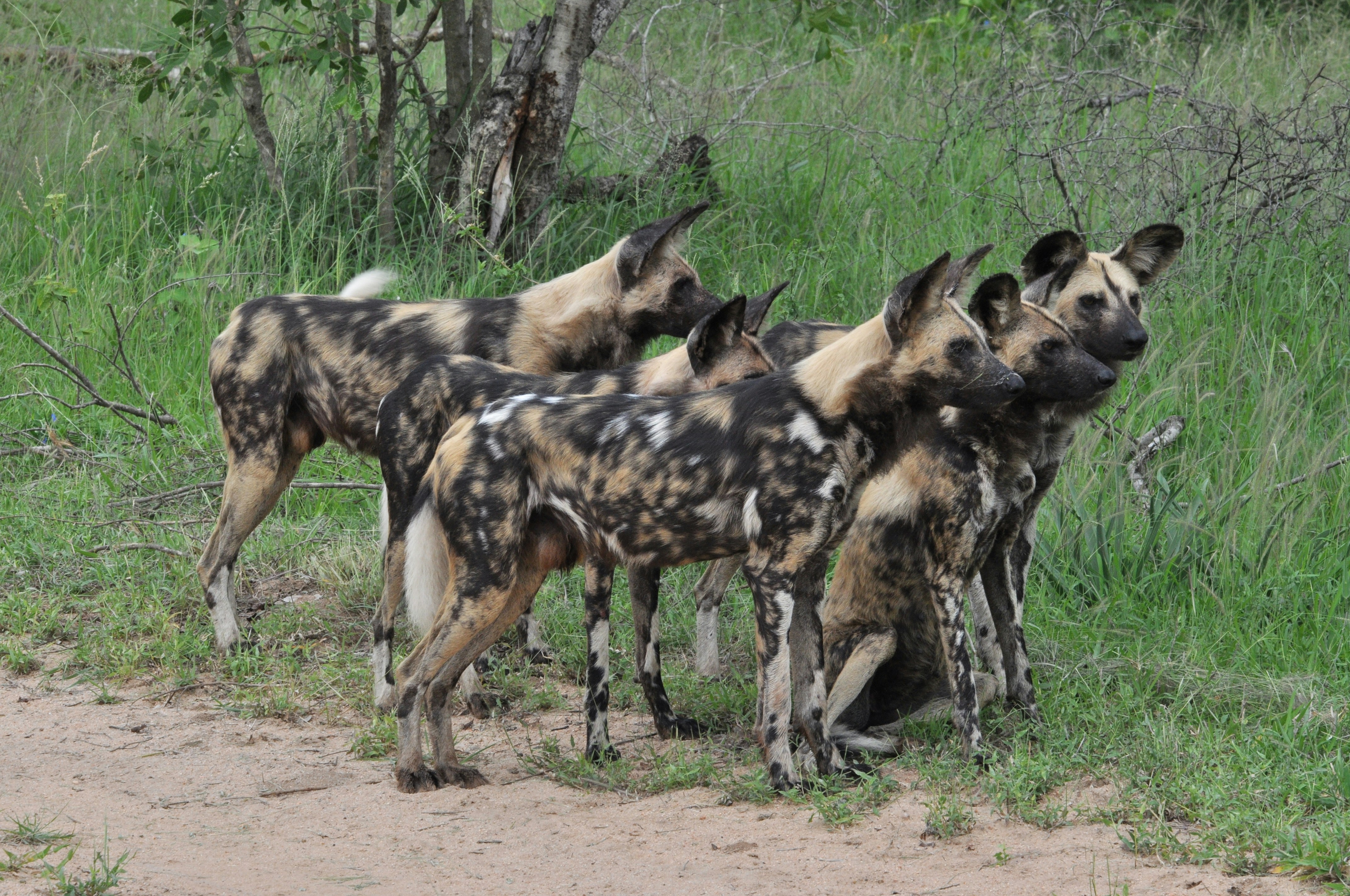 African wild dog Botswana