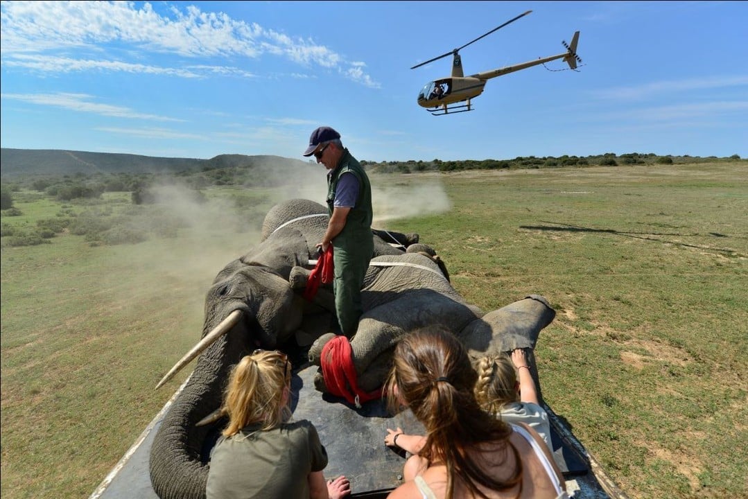South Africa Wildlife Veterinary & Conservation Programme