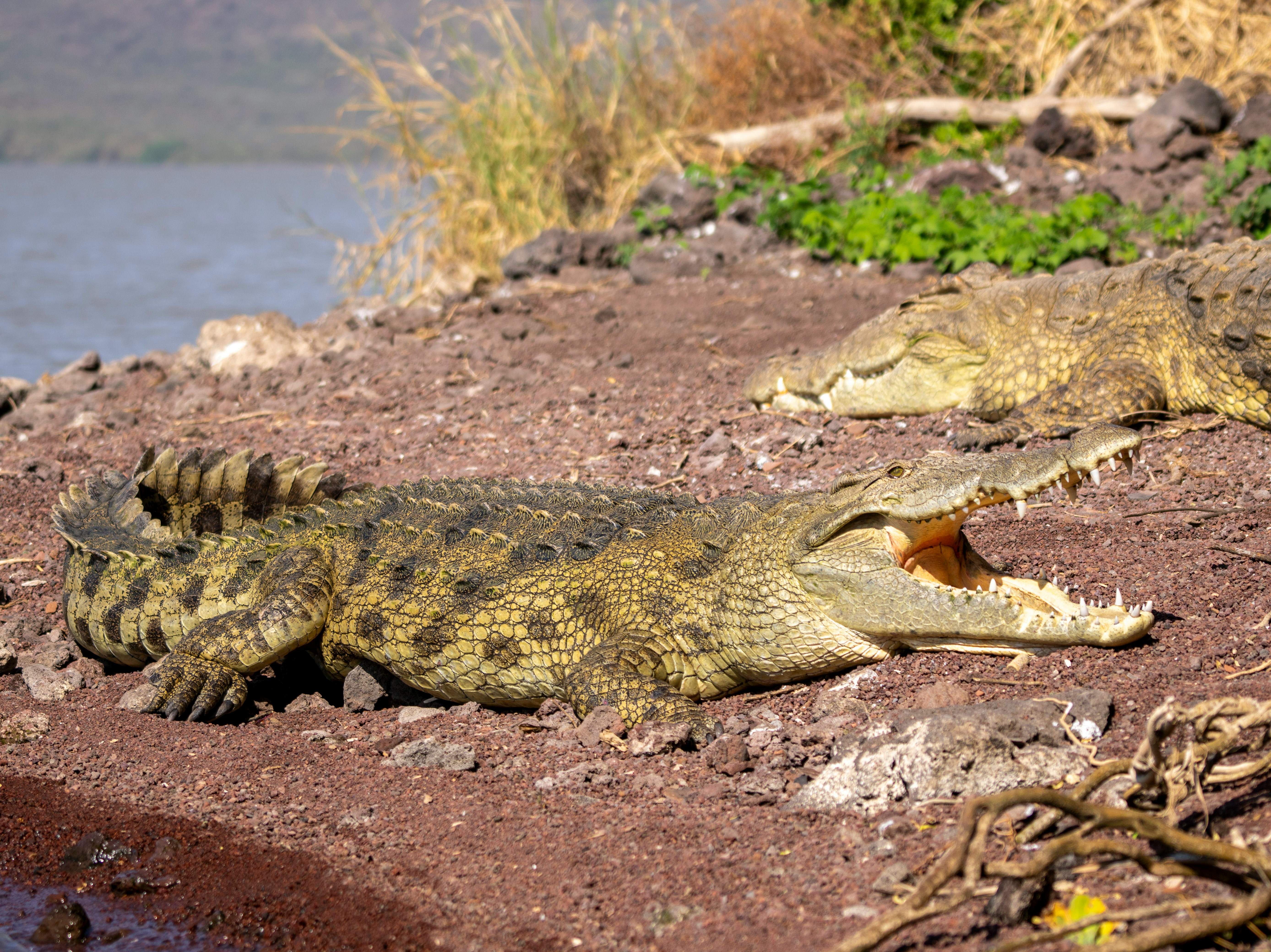 Crocodile Okavango