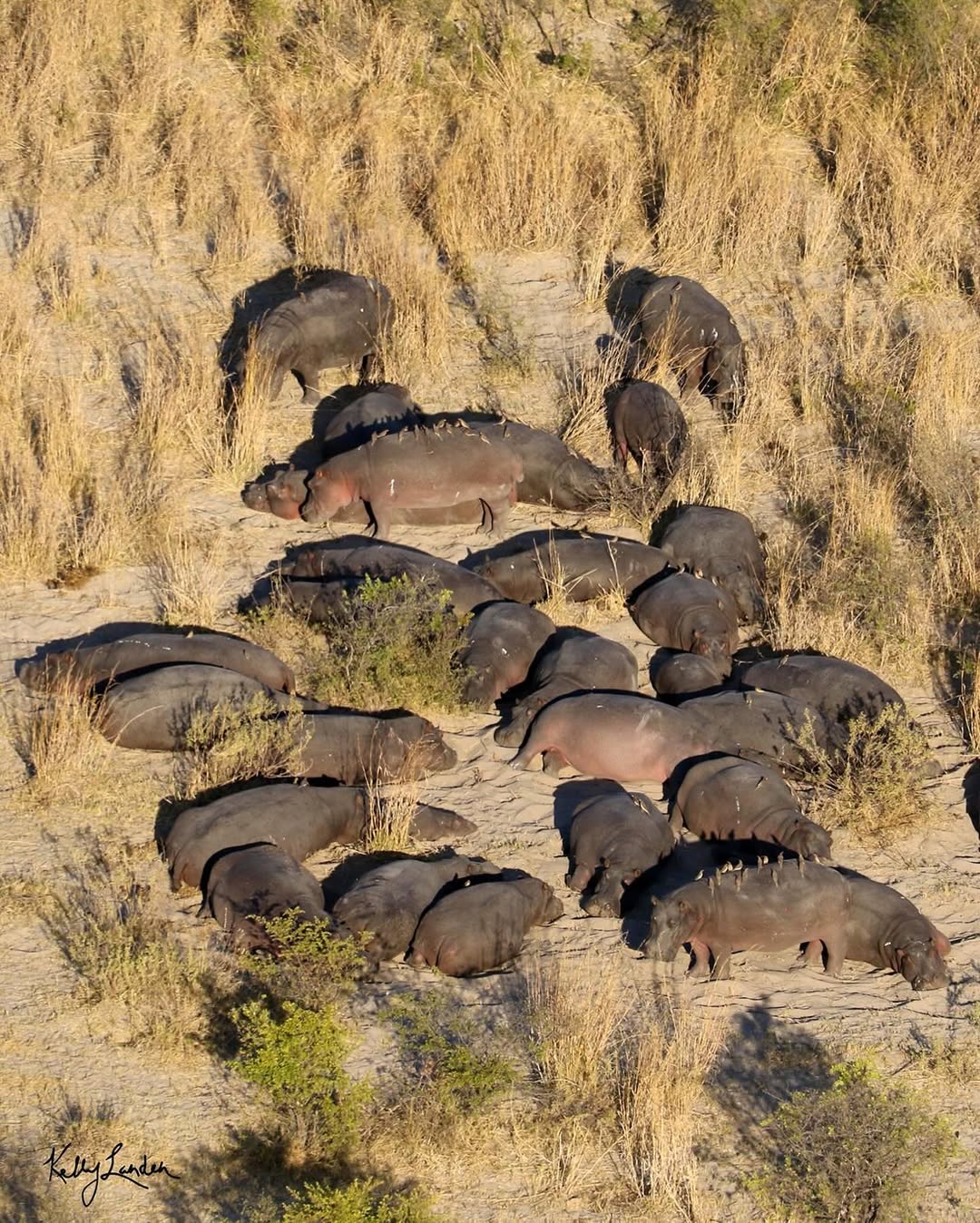 Hippo monitoring Botswana