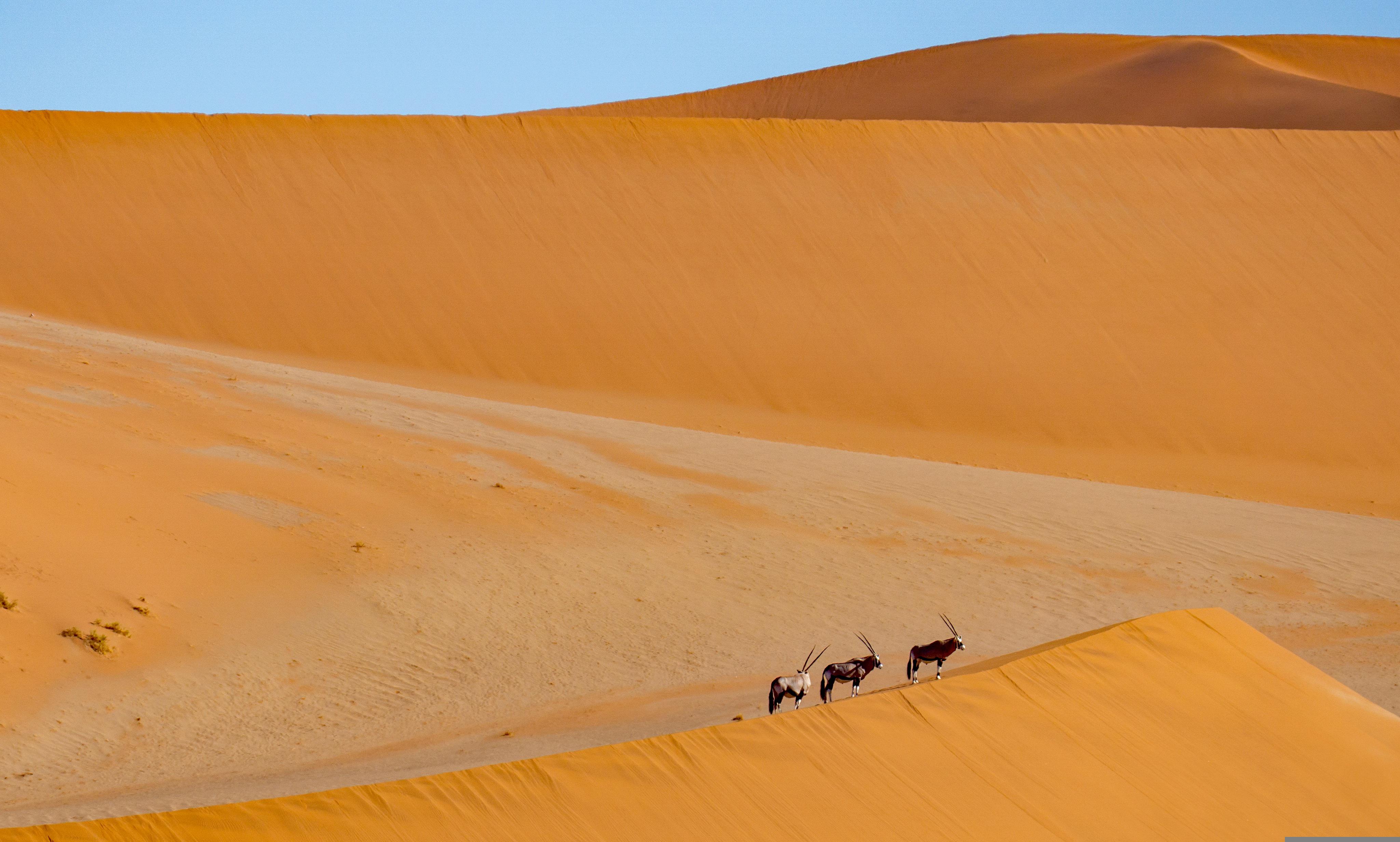 Namibia Wildlife Veterinary & Horseback Conservation Programme