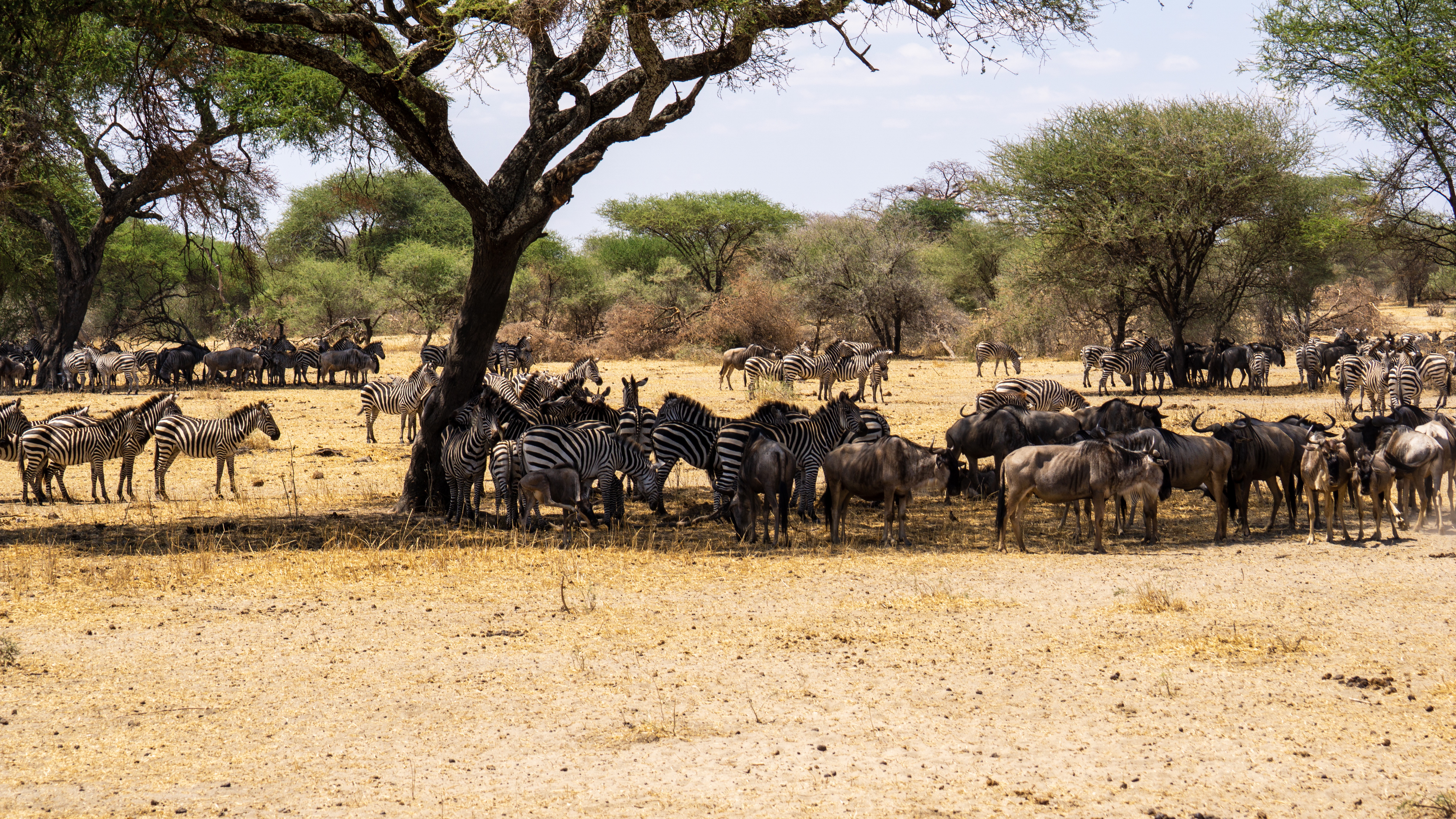 Tanzania wildlife migration landscape