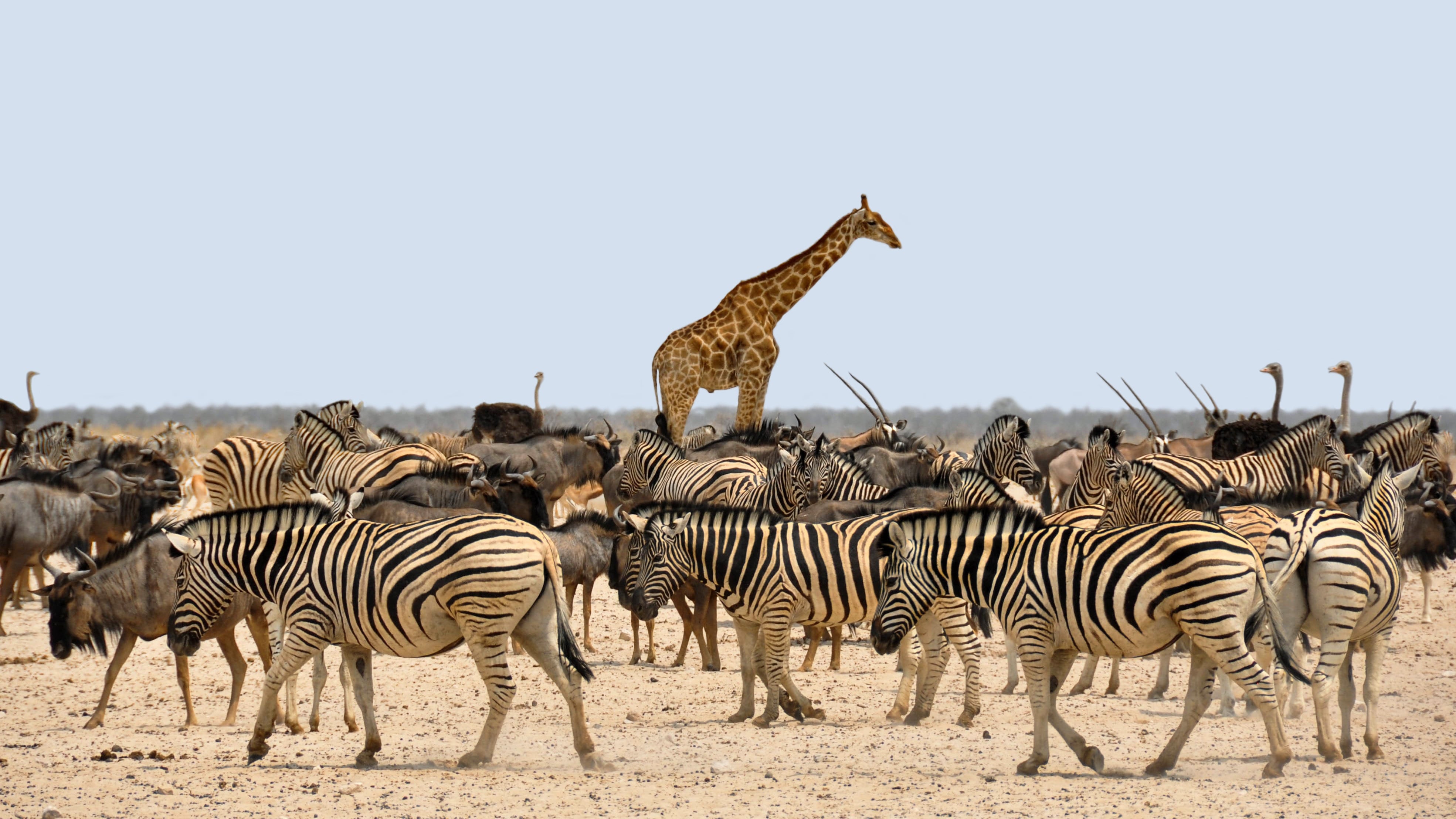 Wildlife in Namibia's arid conservation landscape