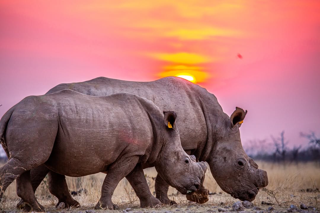Black rhino Namibia