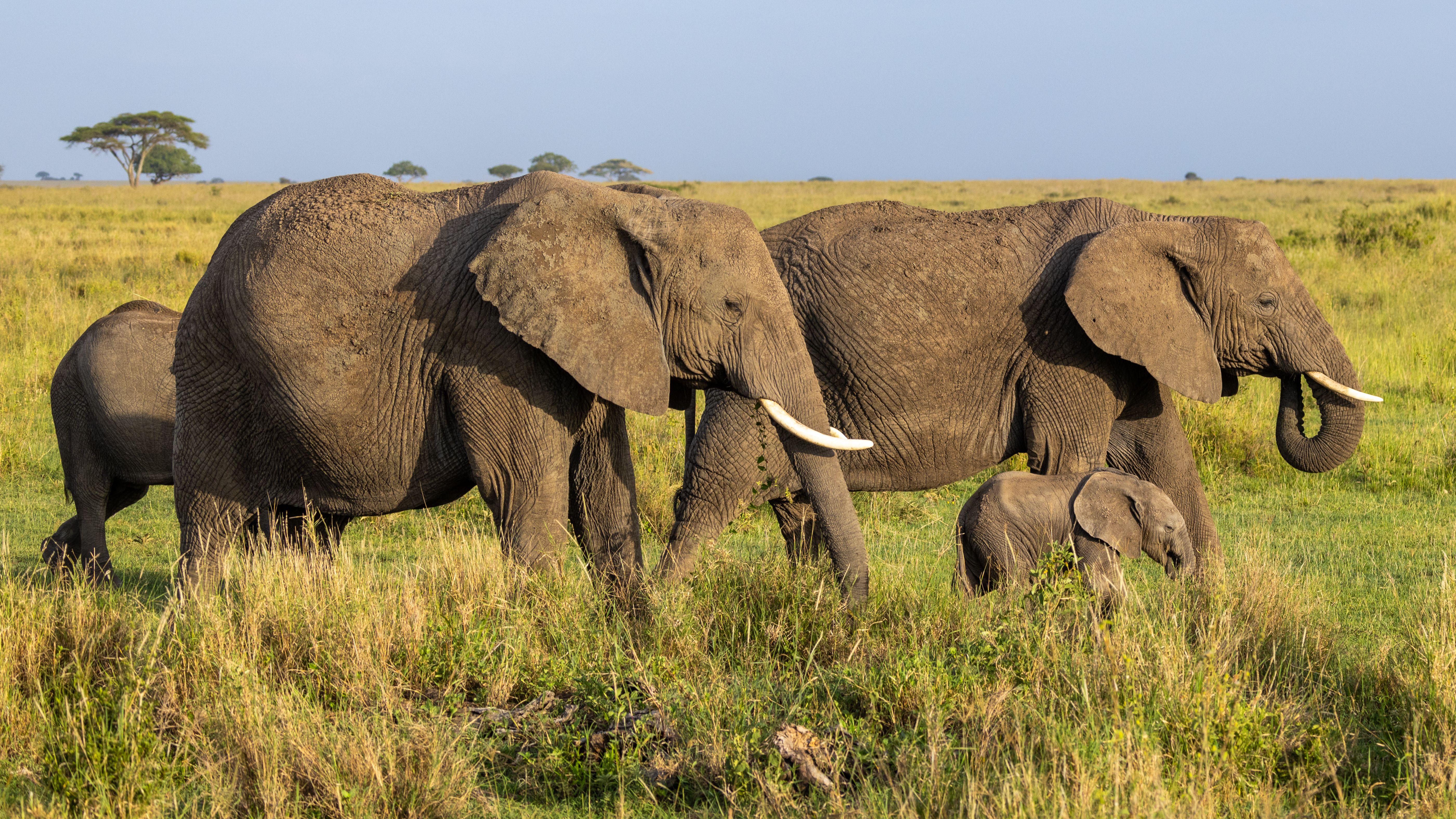 Wildlife conservation field team working in African savannah habitat