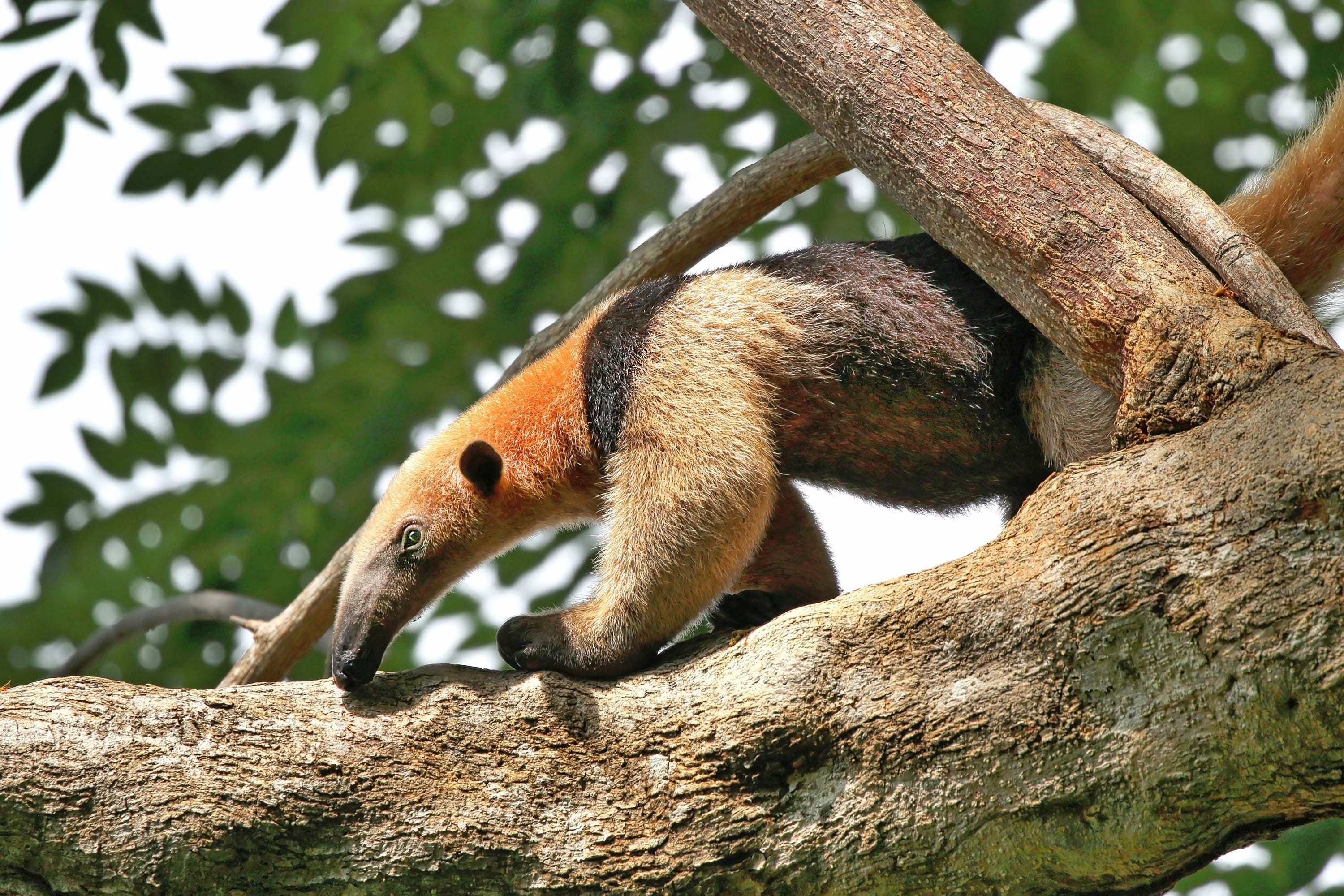 Costa Rica rainforest wildlife habitat