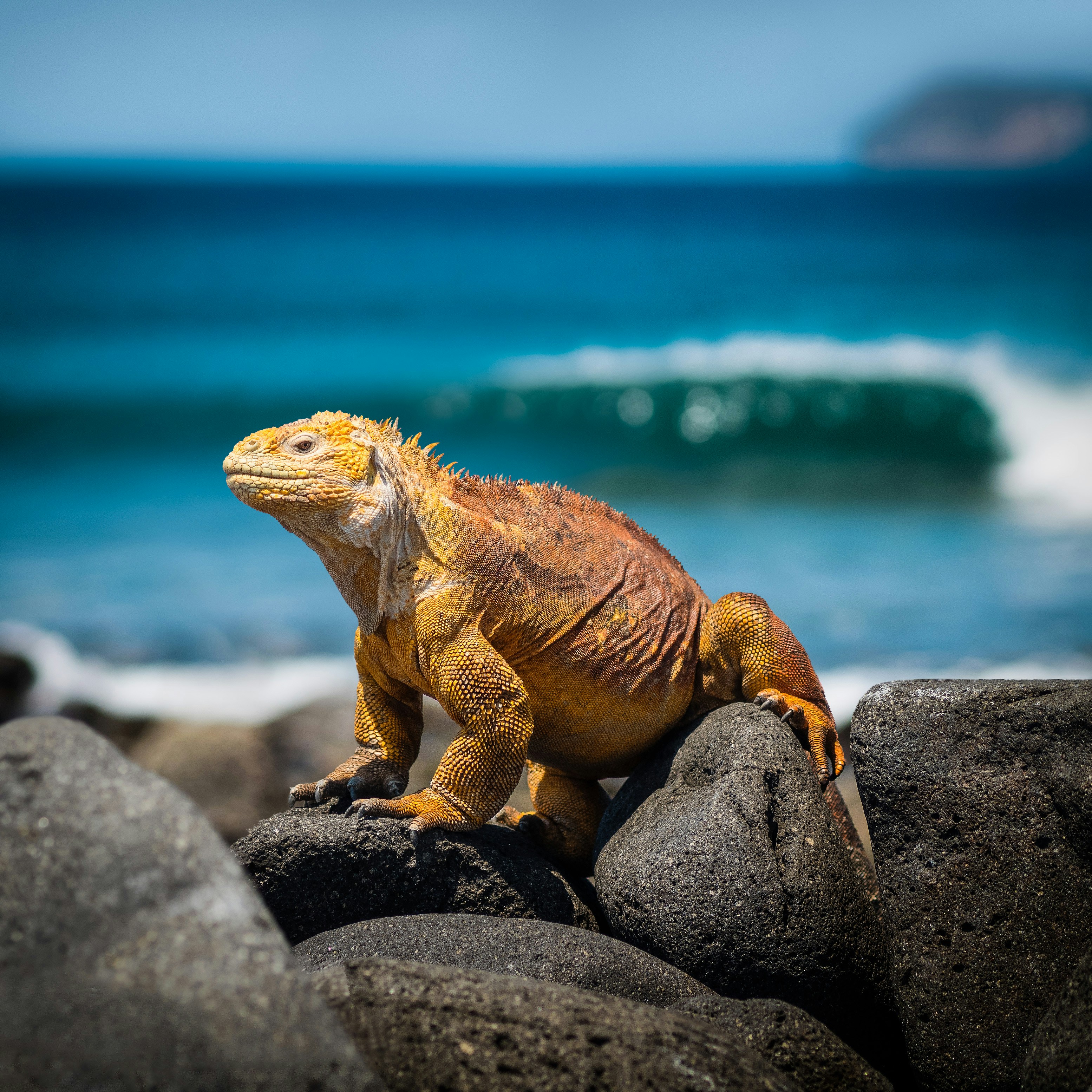 Galapagos Islands Ecuador wildlife habitat